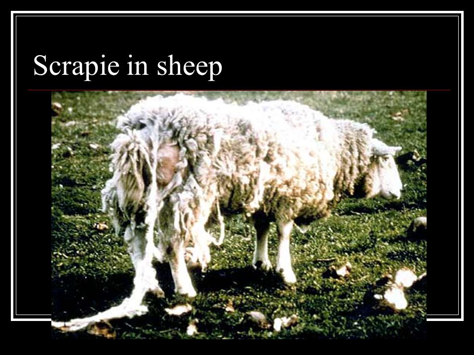 Силен овцам. Скрейпи овец возбудитель.