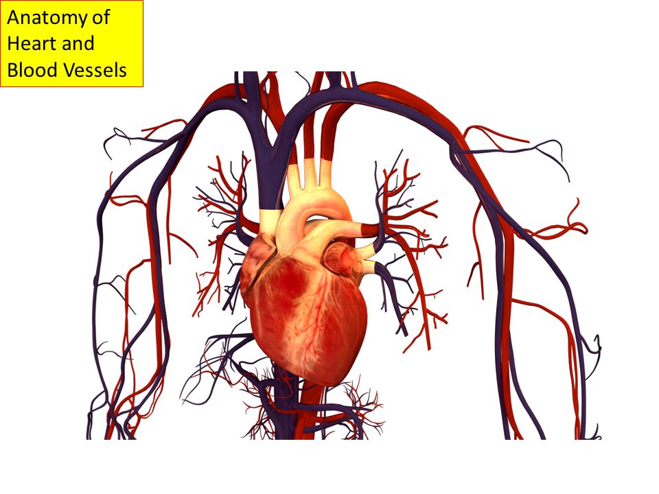 Anatomy of Heart and Blood Vessels