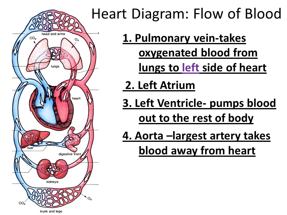 Heart Diagram: Flow of Blood 1.