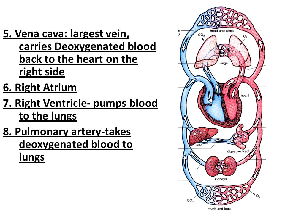 5. Vena cava: largest vein, carries Deoxygenated blood back to the heart on the right side 6.