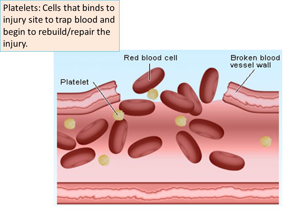 Platelets: Cells that binds to injury site to trap blood and begin to rebuild/repair the injury.