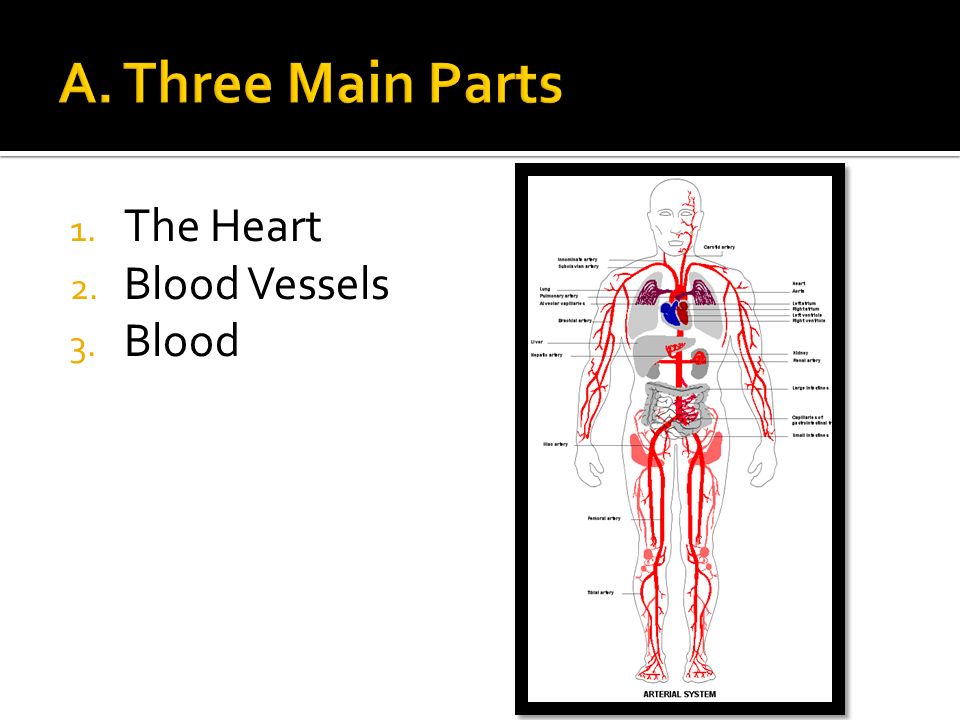 1. The Heart 2. Blood Vessels 3. Blood