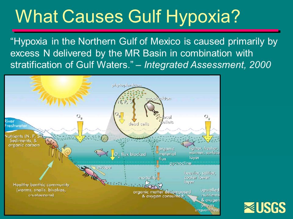 Gulf Of Mexico Hypoxia And Nutrient Management In The Mississippi River Basin Herb Buxton Us