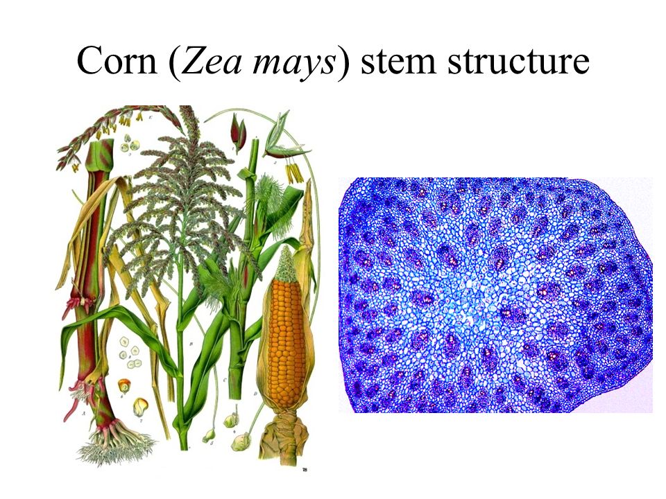 Plant body. Zea Mays структура.