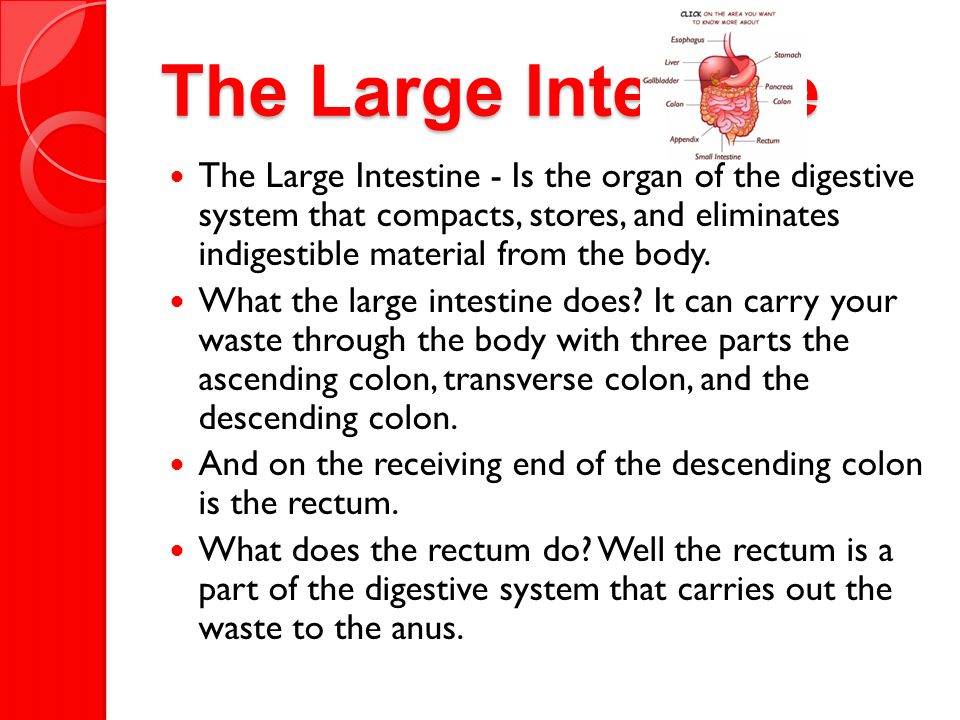 SMALL INTESTINES Small intestines Villi Three parts of the small intestines