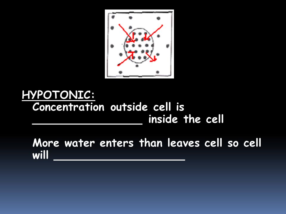 HYPOTONIC: Concentration outside cell is ________________ inside the cell More water enters than leaves cell so cell will ___________________