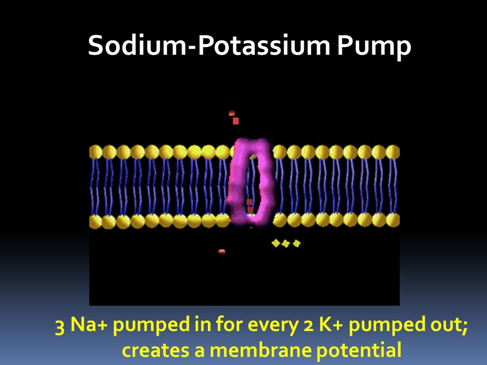 Sodium-Potassium Pump 3 Na+ pumped in for every 2 K+ pumped out; creates a membrane potential