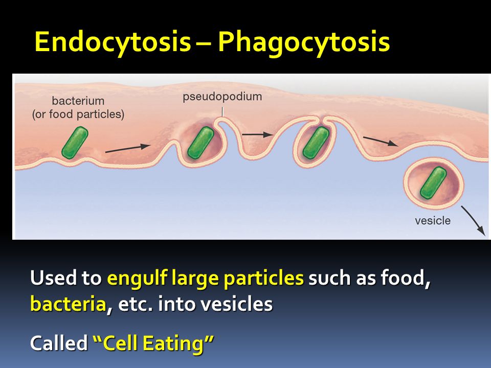 Endocytosis – Phagocytosis Used to engulf large particles such as food, bacteria, etc.