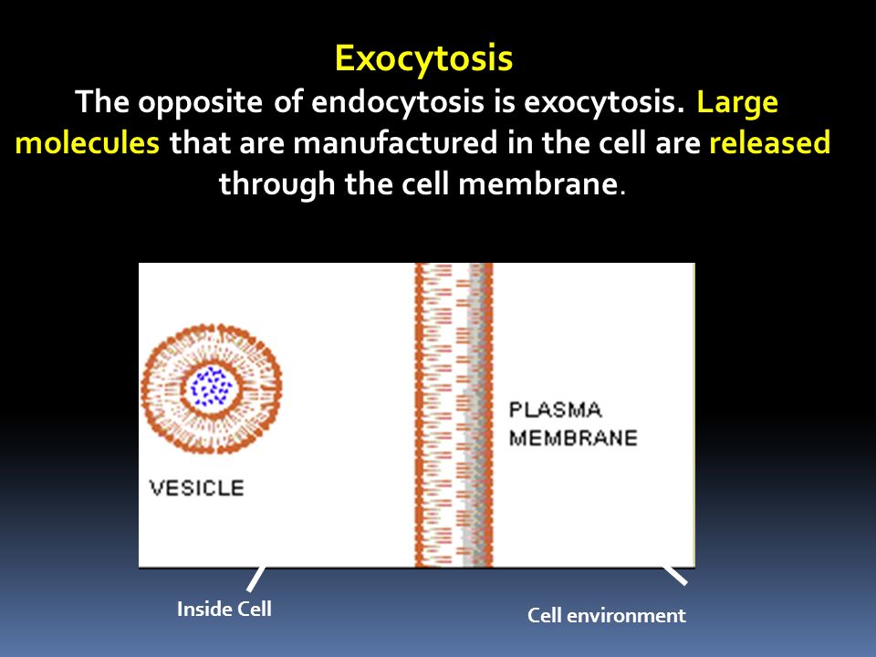 Exocytosis The opposite of endocytosis is exocytosis.