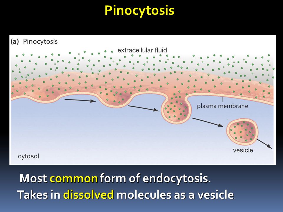 Pinocytosis Most common form of endocytosis Most common form of endocytosis.