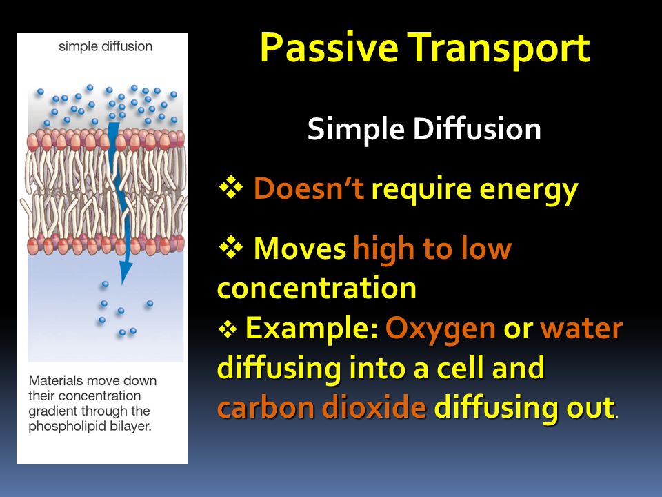 Passive Transport Simple Diffusion  Doesn’t require energy  Moves high to low concentration Example: Oxygen or water diffusing into a cell and carbon dioxide diffusing out  Example: Oxygen or water diffusing into a cell and carbon dioxide diffusing out.