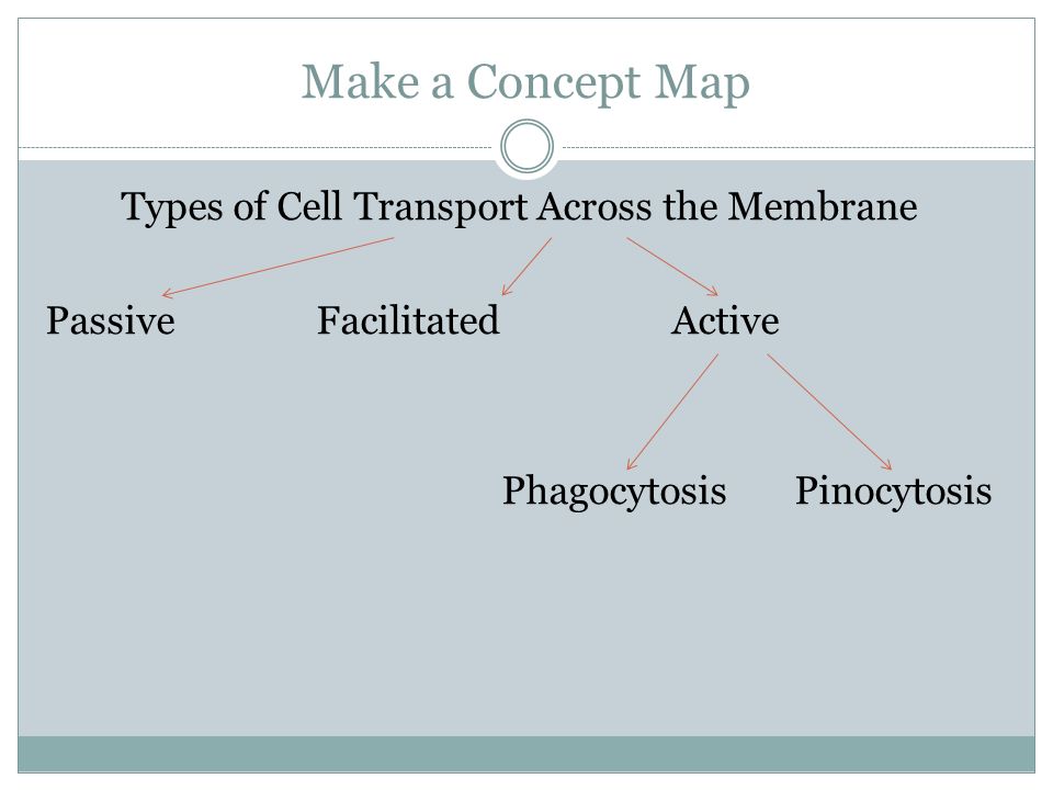 Ch 5 P Homeostasis And Cell Transport Objectives 1 Explain How