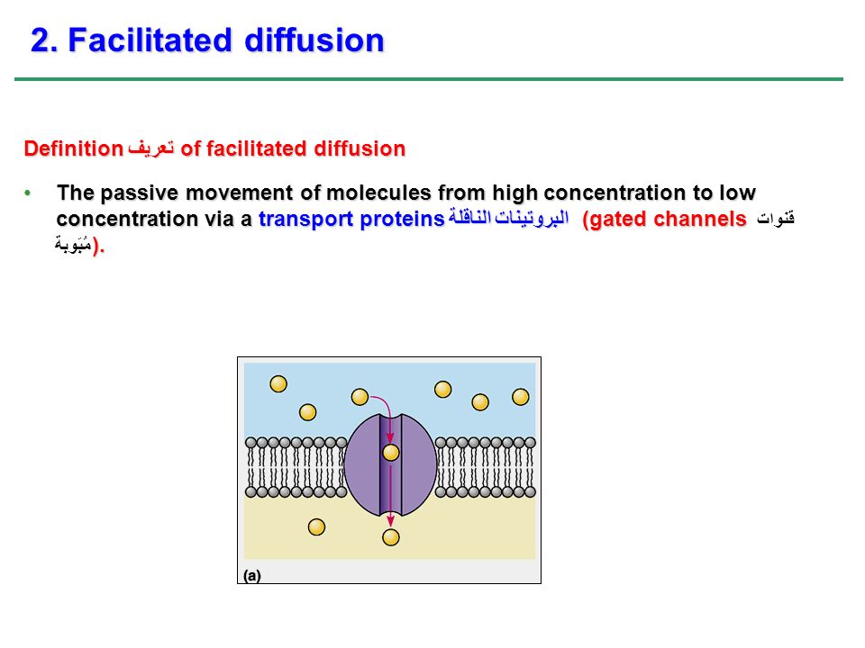 Definition تعريف of facilitated diffusion The passive movement of molecules from high concentration to low concentration via a transport proteins البروتينات الناقلة (gated channels ).The passive movement of molecules from high concentration to low concentration via a transport proteins البروتينات الناقلة (gated channels قنوات مُبَوبة ).