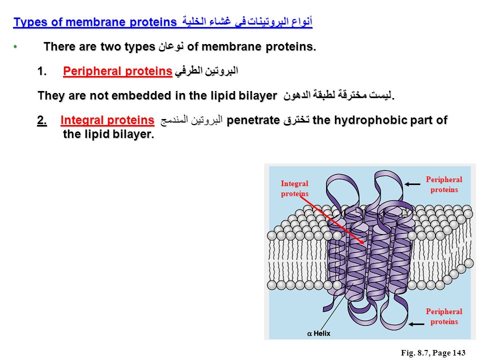 Peripheral proteins Integral proteins Types of membrane proteins أنواع البروتينات في غشاء الخلية There are two types نوعان of membrane proteins.There are two types نوعان of membrane proteins.