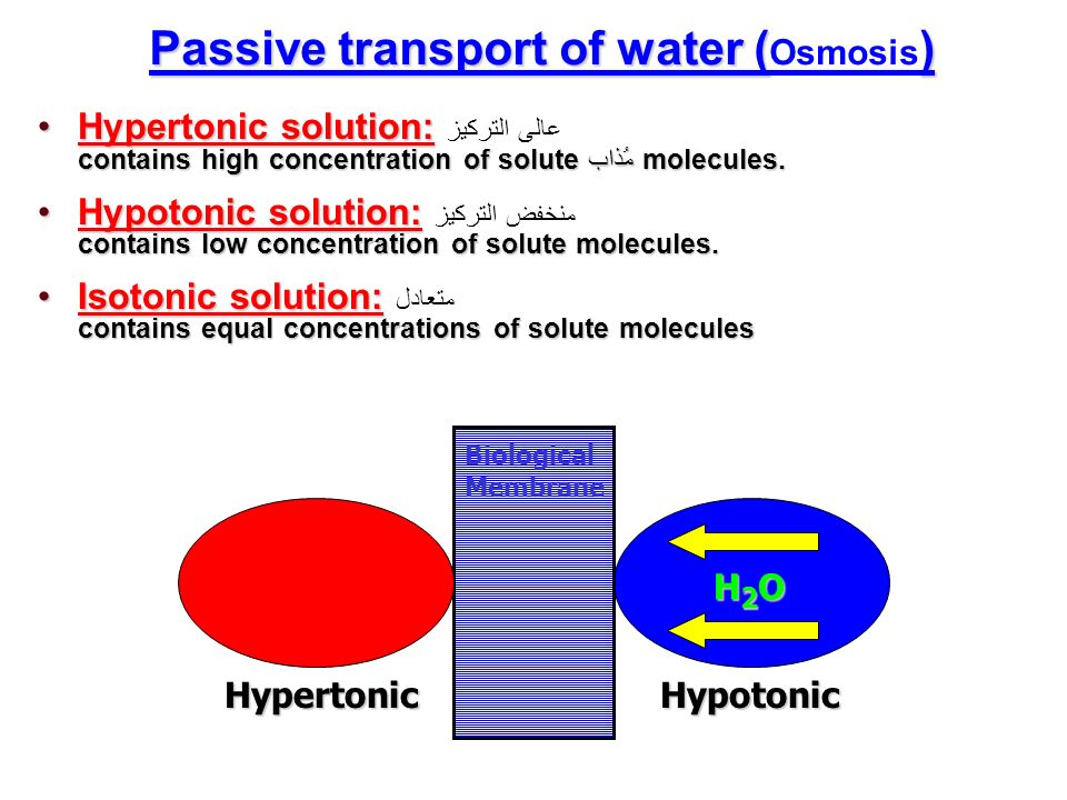 Passive transport of water () Passive transport of water ( Osmosis ) Hypertonic solution: contains high concentration of solute مُذاب molecules.Hypertonic solution: عالى التركيز contains high concentration of solute مُذاب molecules.