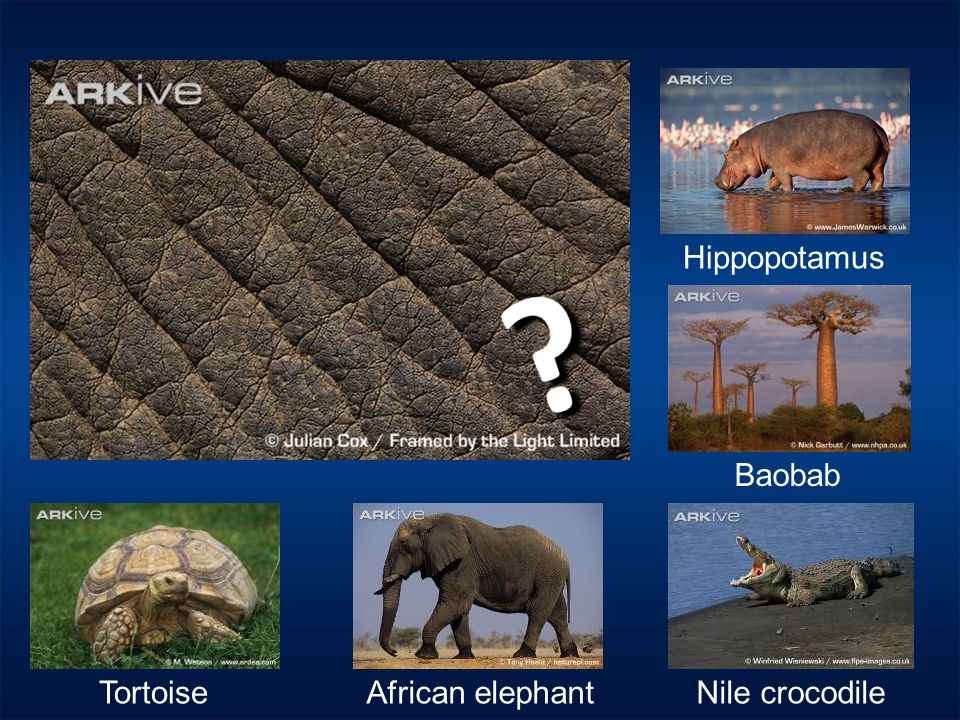 Hippopotamus Baobab TortoiseAfrican elephantNile crocodile