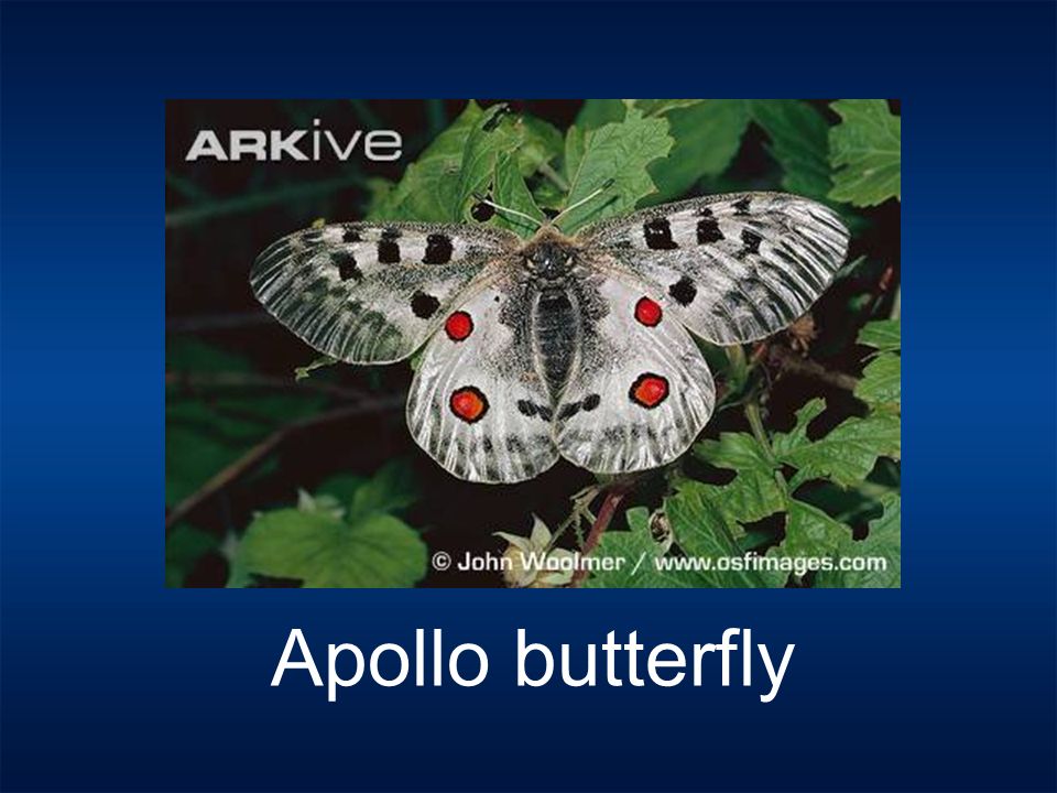 Apollo butterfly