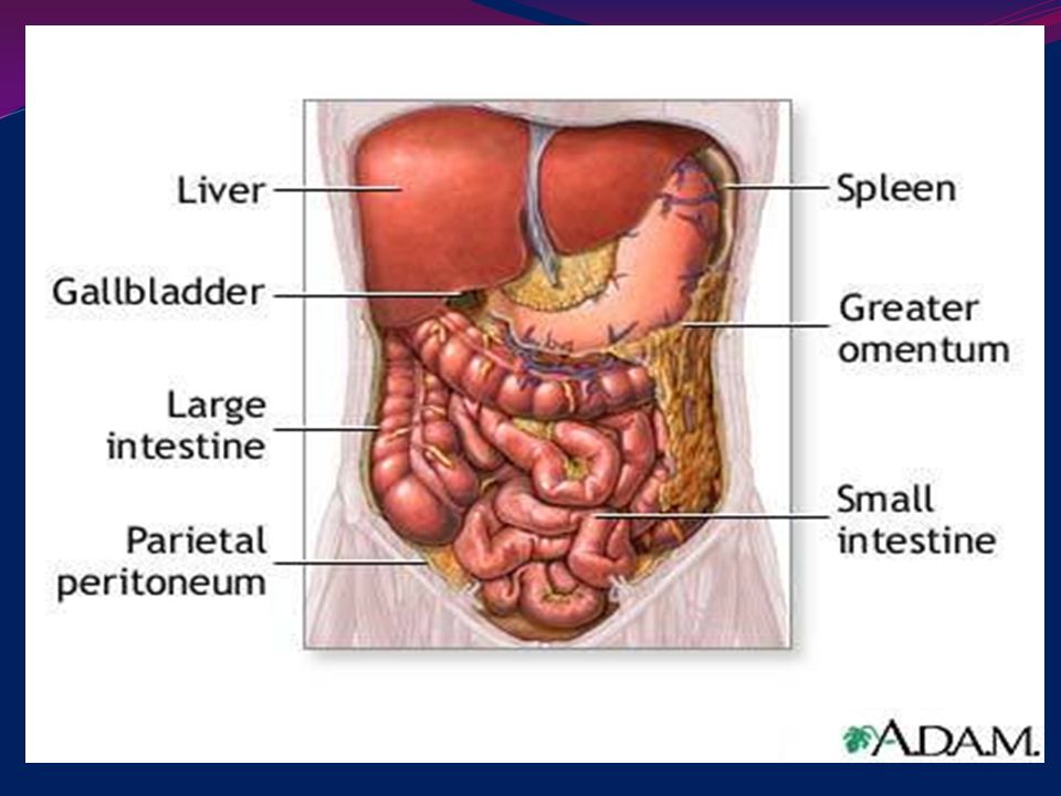 Тонкий кишечник и печень. Органы брюшной полости аппендикс. Анатомия брюшной полости аппендикс. Перитонит брюшной полости. Расположение органов брюшной полости аппендикс.