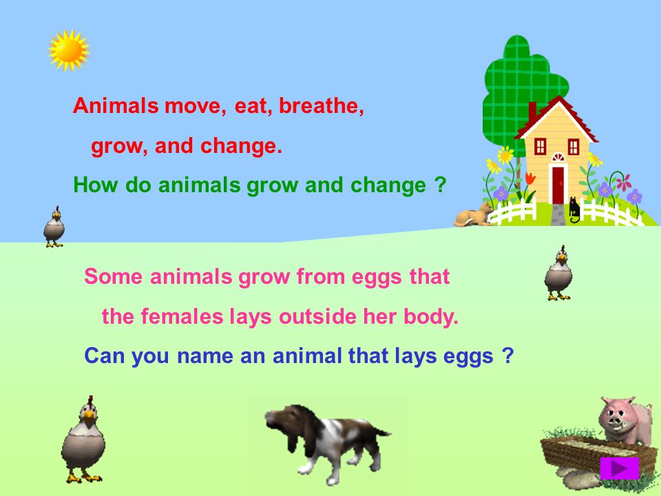 What are animals ? Animals are living things that move, eat, breathe grow,  and change. Are you an animal ? - ppt download