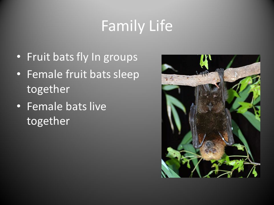 FRUIT Bats By Matthew Flancer 2f. Fun facts Fruit bats are endangered  Hearing is not important Fruit bats have two different name Fruit bats hang  upside. - ppt download