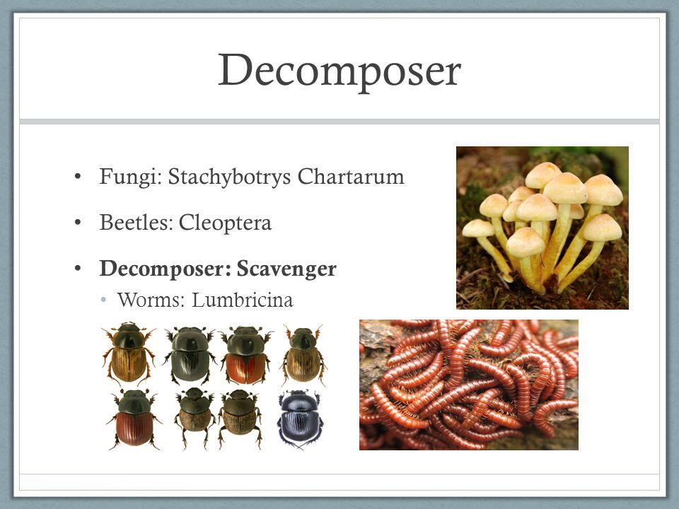 Grassland: Dahish By: Jimena Romero. Top Level Consumer Humans : Homo  Sapien Men Woman. - ppt download
