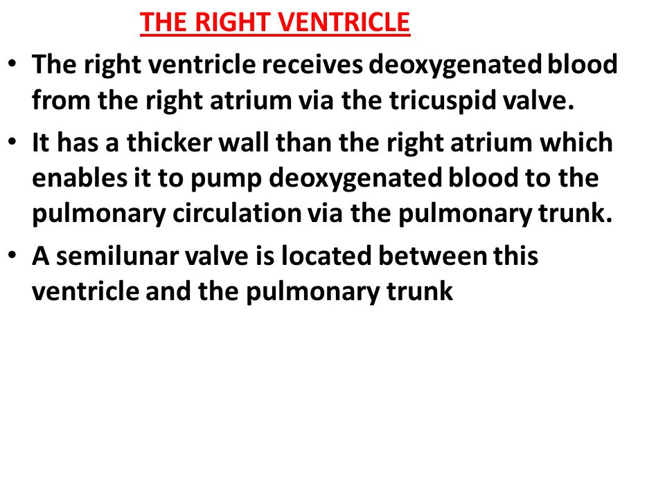 THE RIGHT VENTRICLE The right ventricle receives deoxygenated blood from the right atrium via the tricuspid valve.