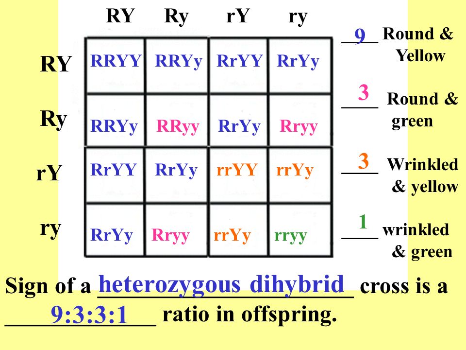 Exploring Mendelian Genetics Ppt Download