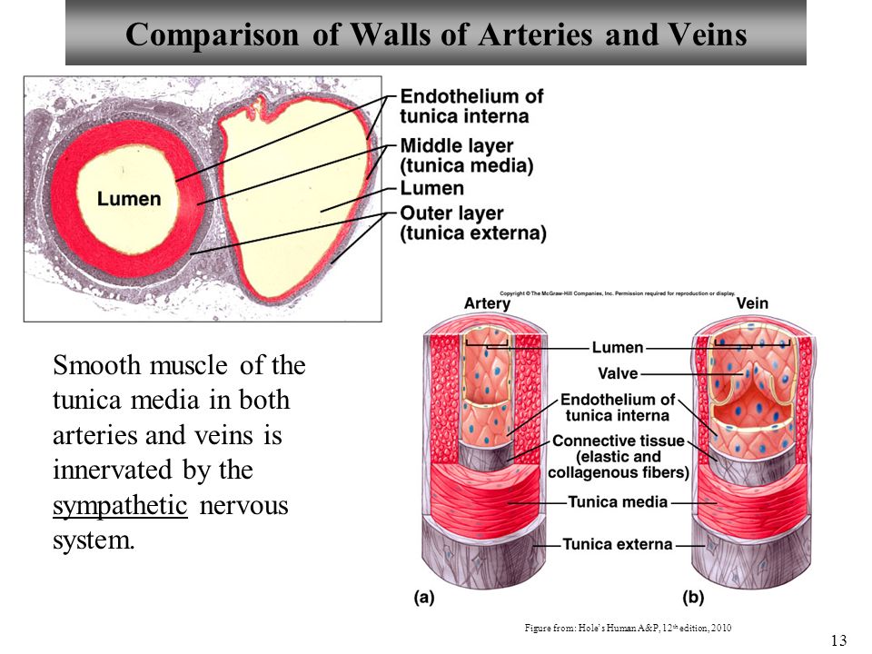 13 Comparison of Walls of Arteries and Veins Smooth muscle of the tunica media in both arteries and veins is innervated by the sympathetic nervous system.