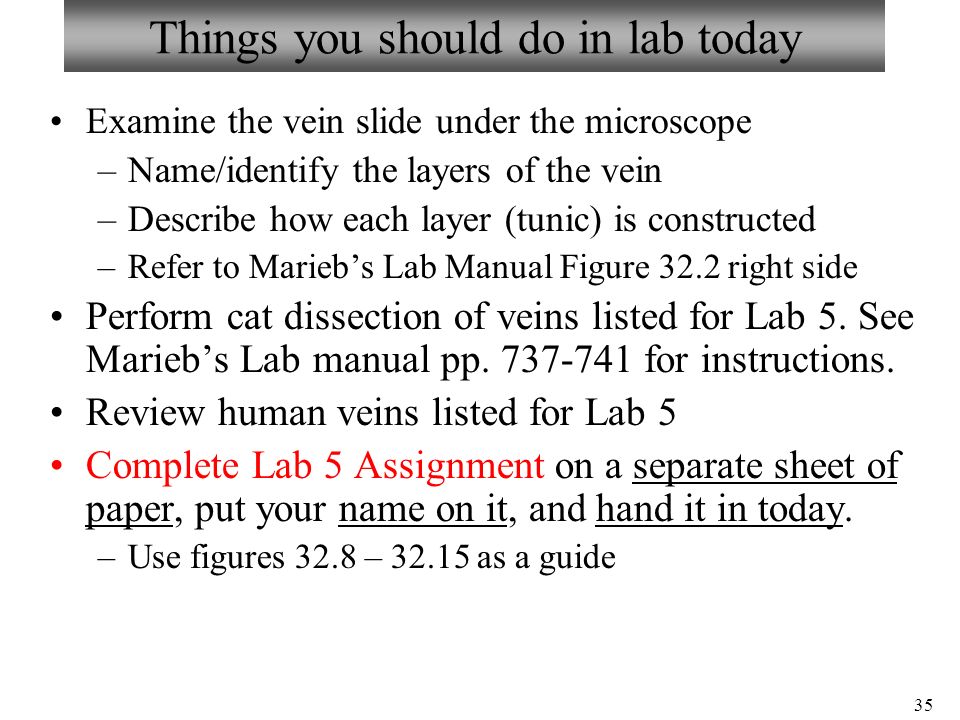 35 Things you should do in lab today Examine the vein slide under the microscope –Name/identify the layers of the vein –Describe how each layer (tunic) is constructed –Refer to Marieb’s Lab Manual Figure 32.2 right side Perform cat dissection of veins listed for Lab 5.