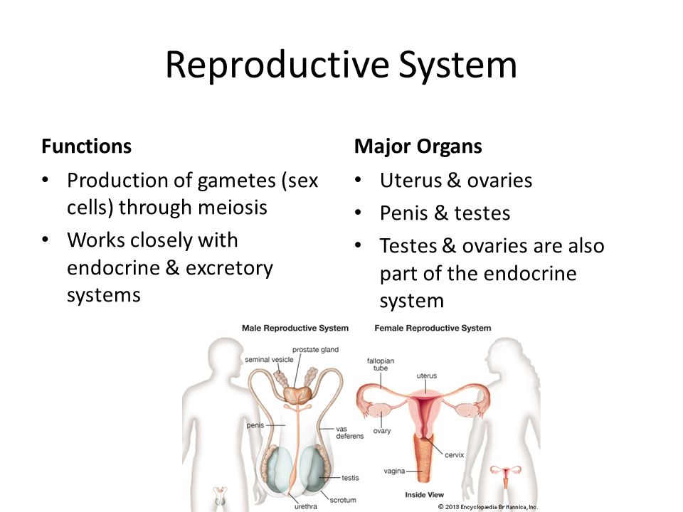 Reproductive System Functions Production of gametes (sex cells)