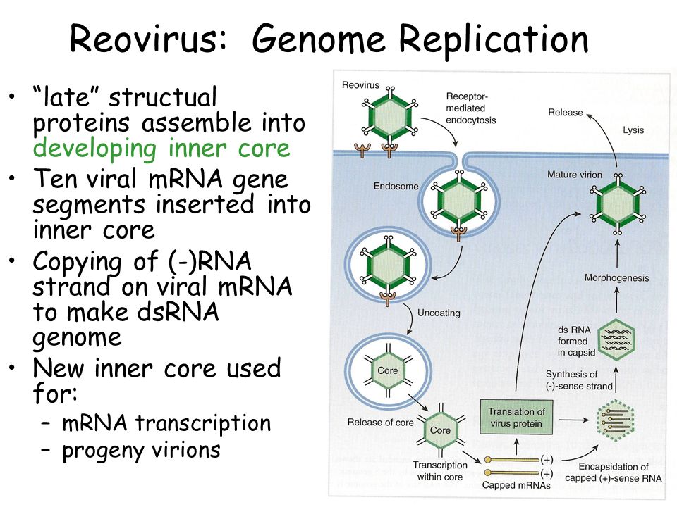 Replication Of Double Stranded Rna Virus Subviral Pathogens Ppt Download Replication Of Double Stranded Rna Virus Subviral Pathogens Ppt Download