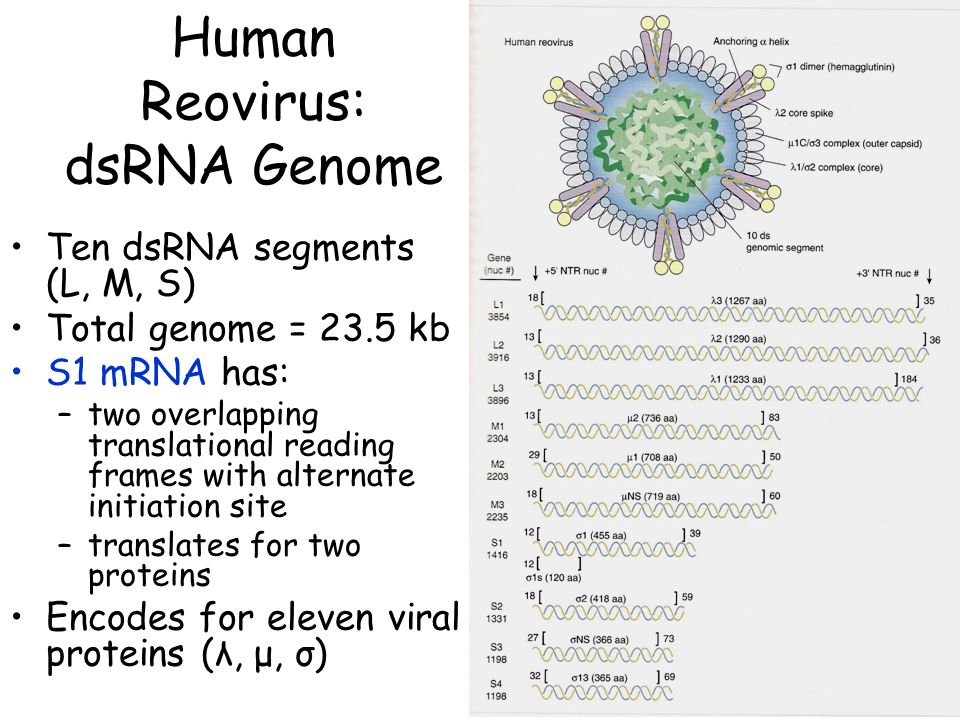 Replication Of Double Stranded Rna Virus Subviral Pathogens Ppt Download Replication Of Double Stranded Rna Virus Subviral Pathogens Ppt Download