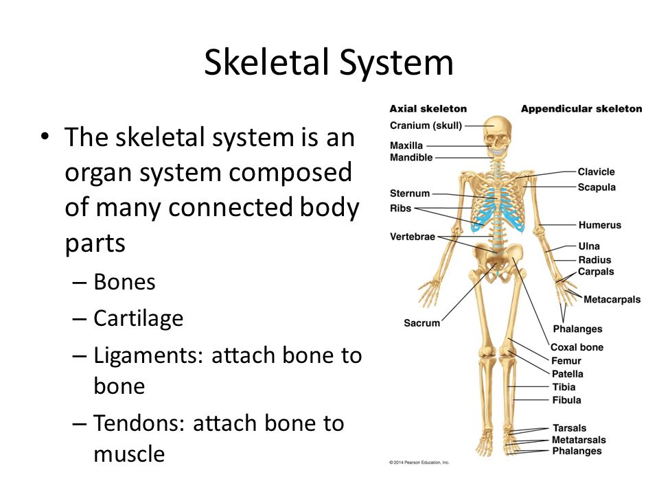 Systems перевод на русский с английского. Skeleton System. Parts of Skeleton System. Functions of the skeletal System. Structure of skeletal System.