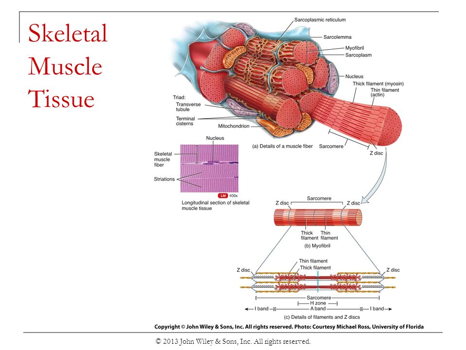 pix Cardiac Muscle Fibers John Wiley chapter 8 the muscular system c 2013