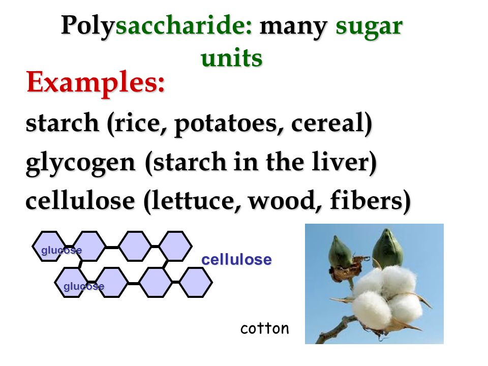 Disaccharide: two sugar unit Examples: –Maltose (glucose+glucose) in malt –Sucrose (glucose+fructose) is sugar –Lactose (glucose+galactose) in milk glucoseglucose