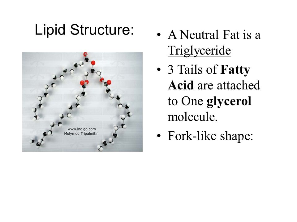 Lipid Facts: Fats and oils are neutral, non-polar. Not soluble in water.