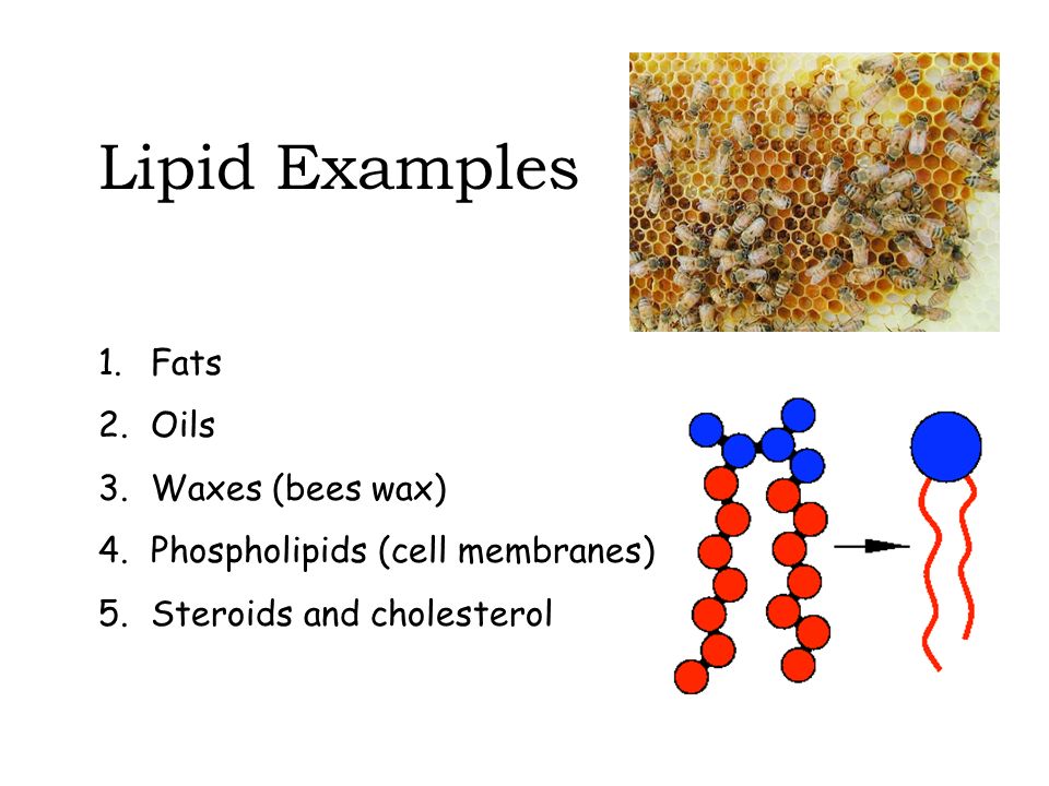 Lipid Functions Six Functions of Lipids: 1. Long term energy storage 2.