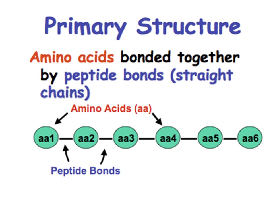 Proteins (Polypeptides) -Amino acids: 20 different types -Bonded together by a peptide bond to make polypeptides