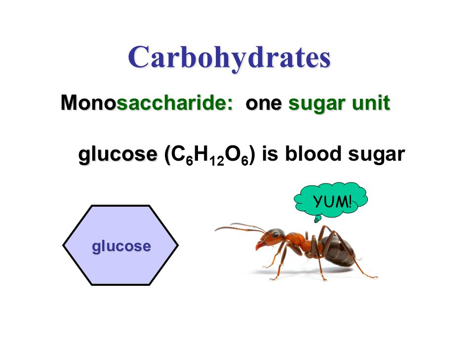 Carbohydrates Small sugar molecules large starch molecules Small sugar molecules to large starch molecules.