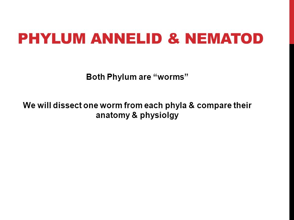 PHYLUM ANNELID & NEMATOD Both Phylum are worms We will dissect one worm from each phyla & compare their anatomy & physiolgy