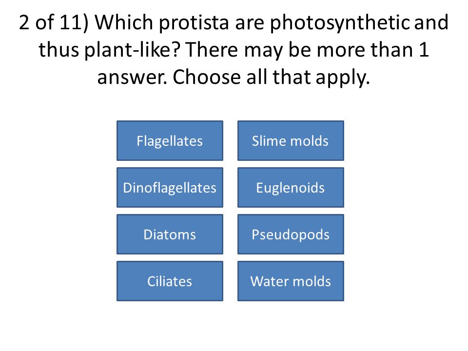 1 of 11) Which are protista. There may be more than 1 answer.