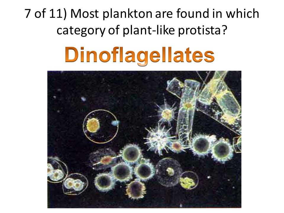 6 of 11) Why are animal-like protists not considered real animals