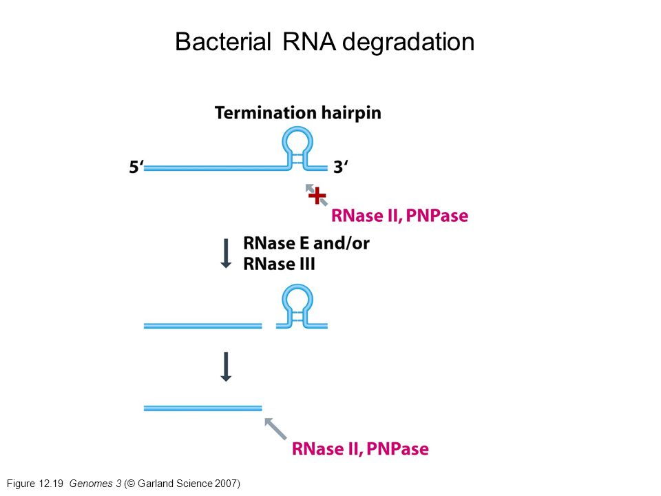 Figure Genomes 3 (© Garland Science 2007) Bacterial RNA degradation