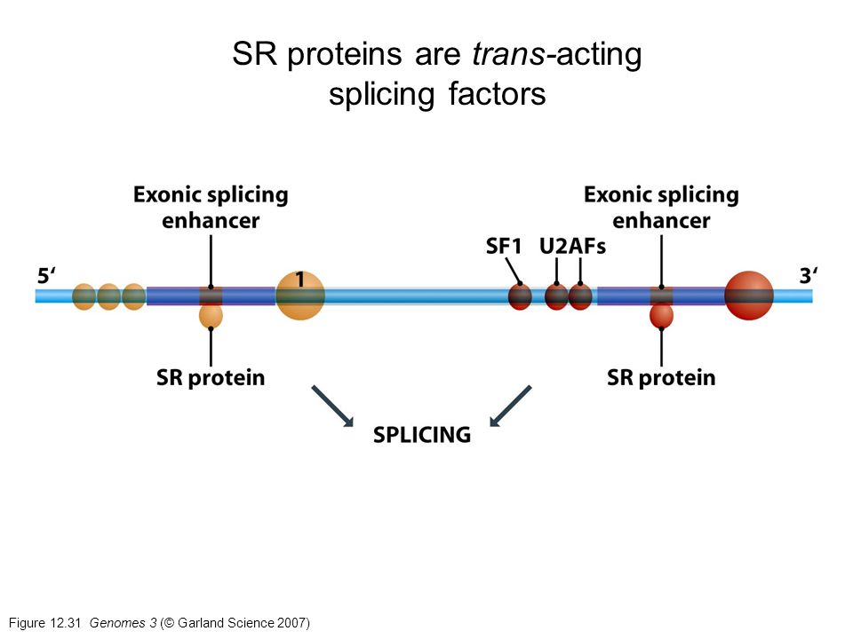 Figure Genomes 3 (© Garland Science 2007) SR proteins are trans-acting splicing factors