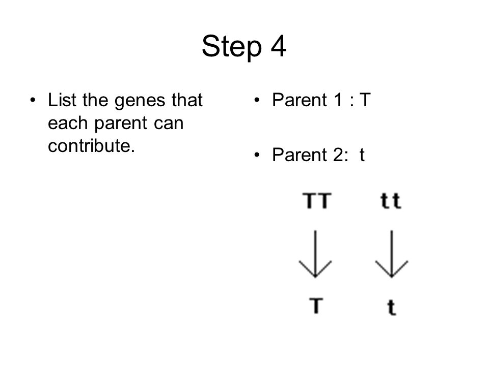 Step 4 List the genes that each parent can contribute. Parent 1 : T Parent 2: t