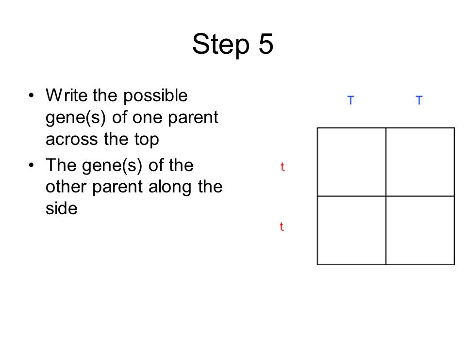 Step 5 Write the possible gene(s) of one parent across the top The gene(s) of the other parent along the side