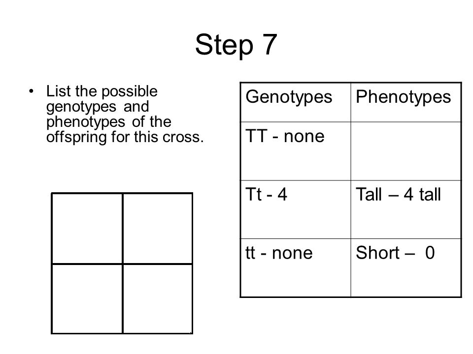 Step 7 List the possible genotypes and phenotypes of the offspring for this cross.