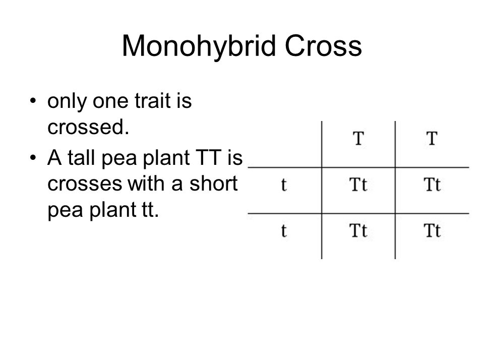 Monohybrid Cross only one trait is crossed.