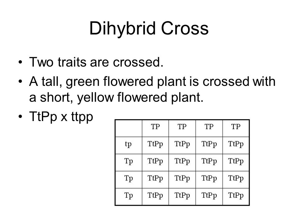 Dihybrid Cross Two traits are crossed.