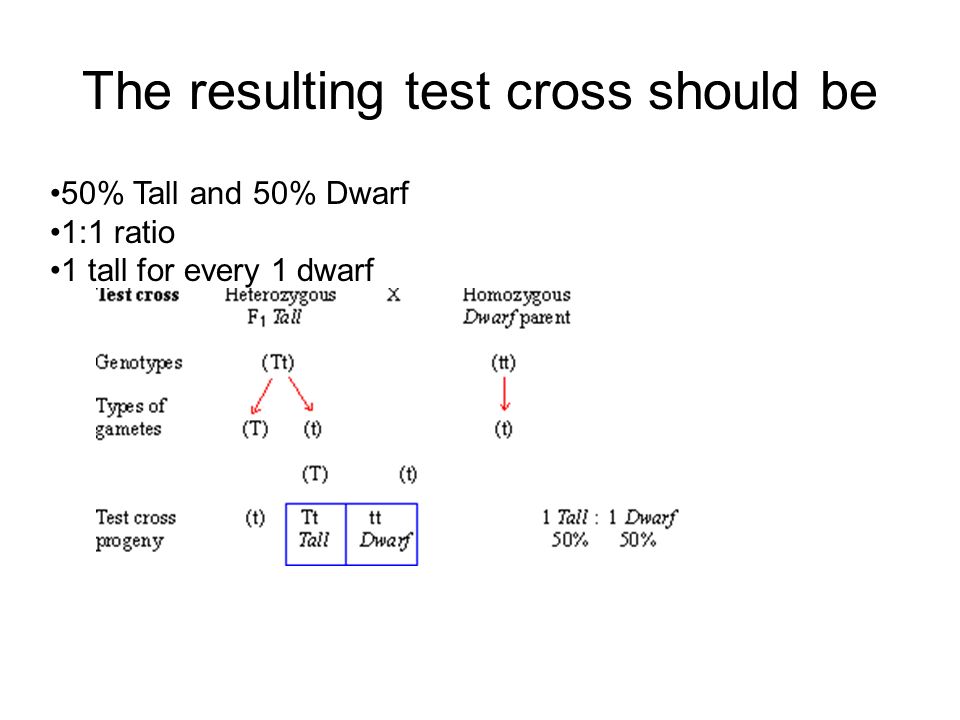 50% Tall and 50% Dwarf 1:1 ratio 1 tall for every 1 dwarf The resulting test cross should be